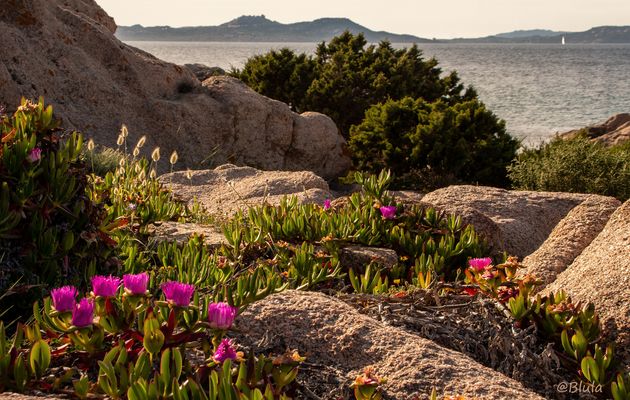 Blühende Küstenlandschaft