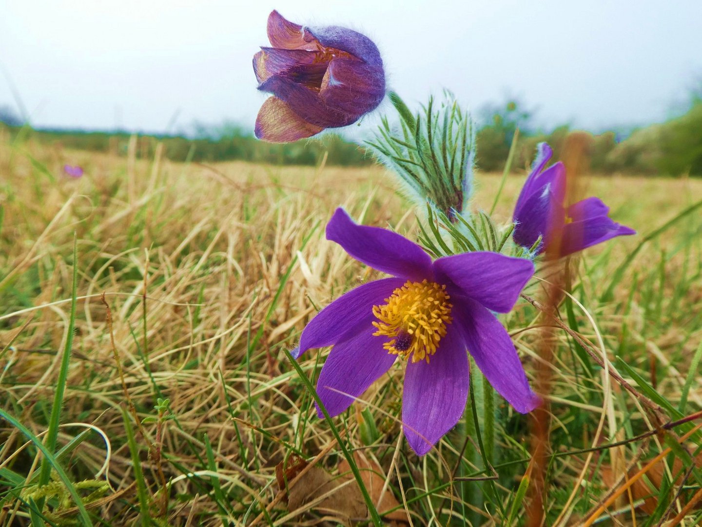 Blühende Kuhschellen im Naturschutzgebiet Bürvenicher Berg