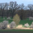 Blühende Lamdschaft