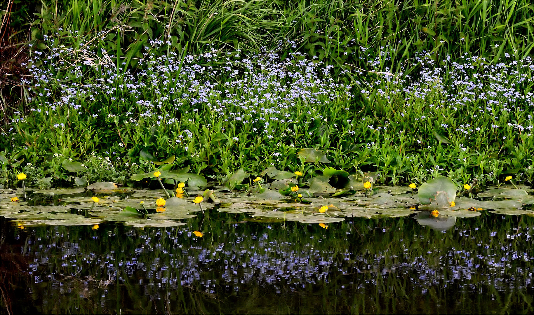 blühende Landschaft...