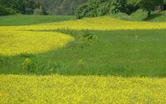 Blühende Landschaft