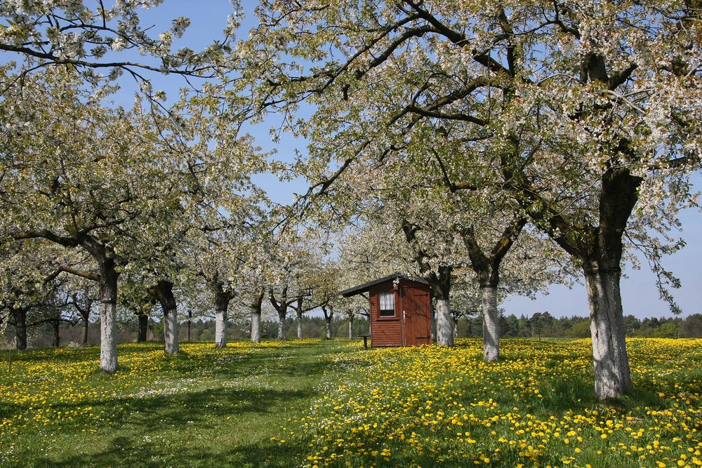 Blühende Landschaft - 3 -