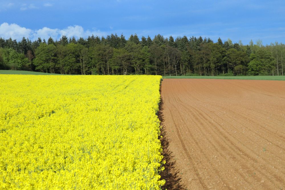 blühende Landschaft