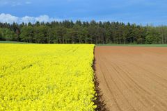 blühende Landschaft