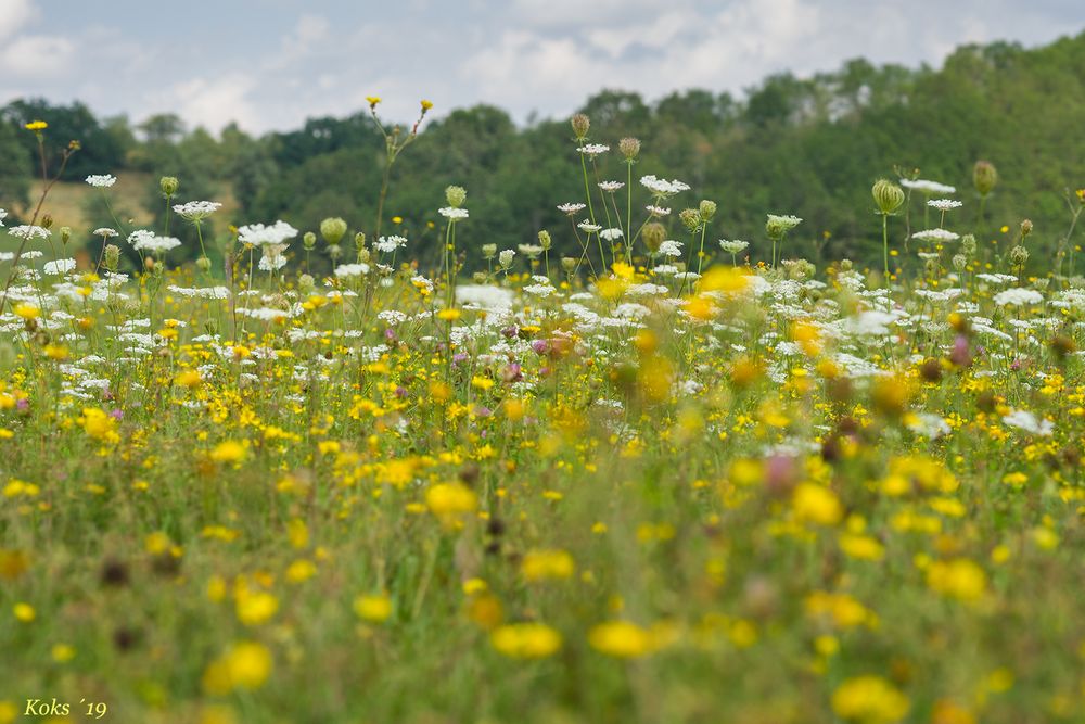 Blühende Landschaft