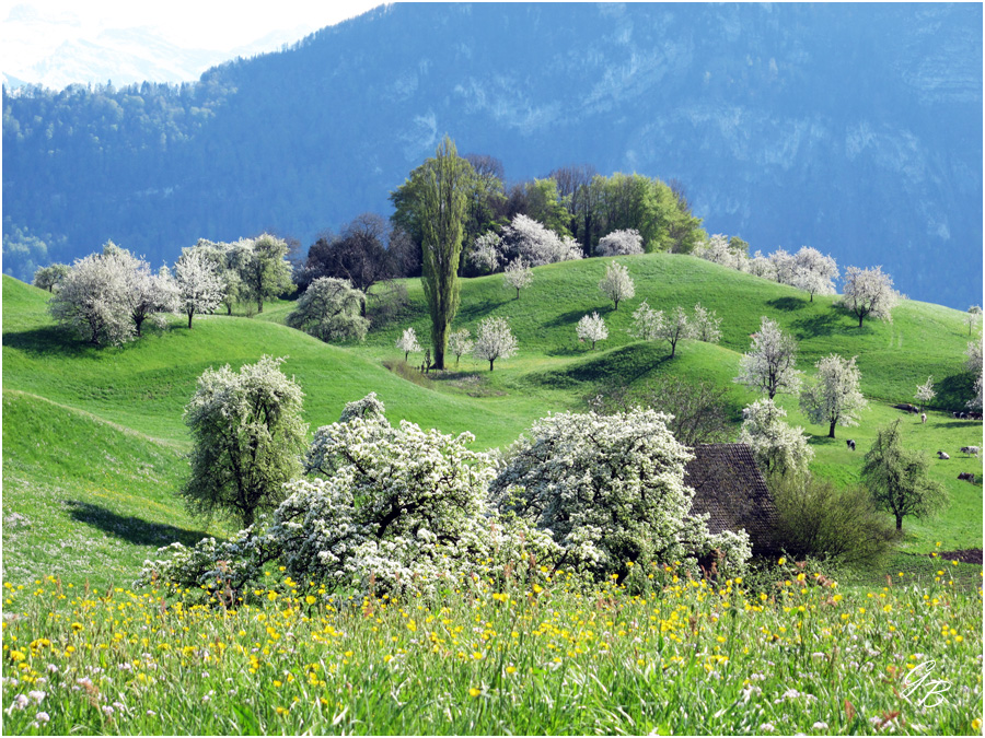 Blühende Landschaft