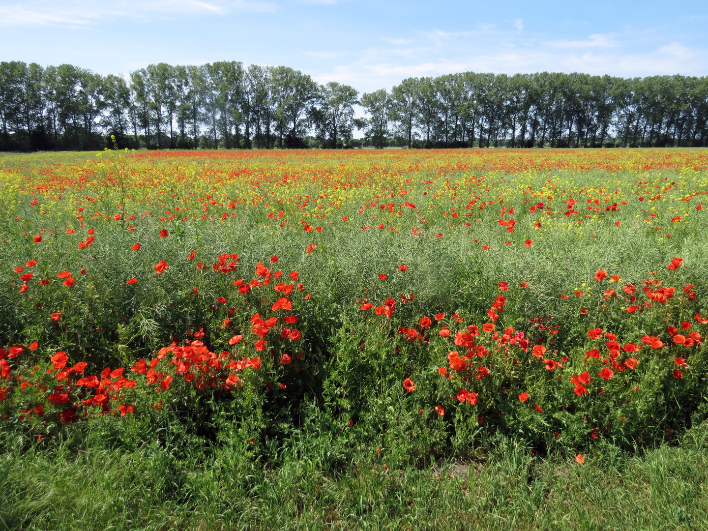 Blühende Landschaft