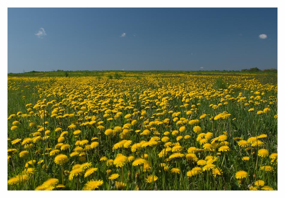 Blühende Landschaft ...