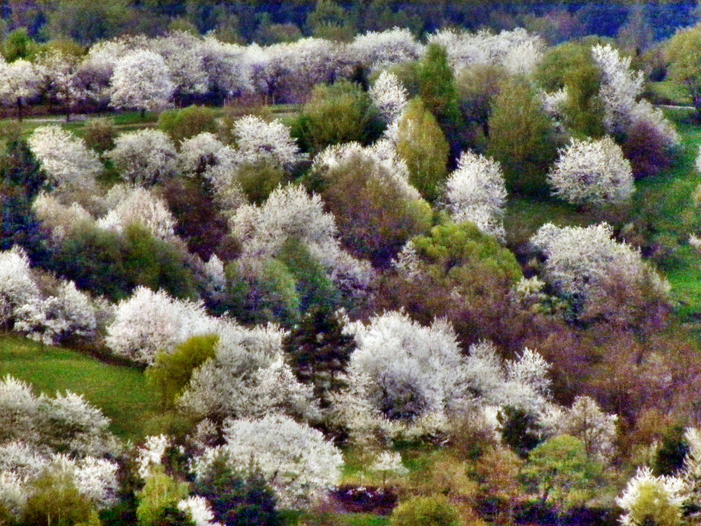 blühende Landschaft