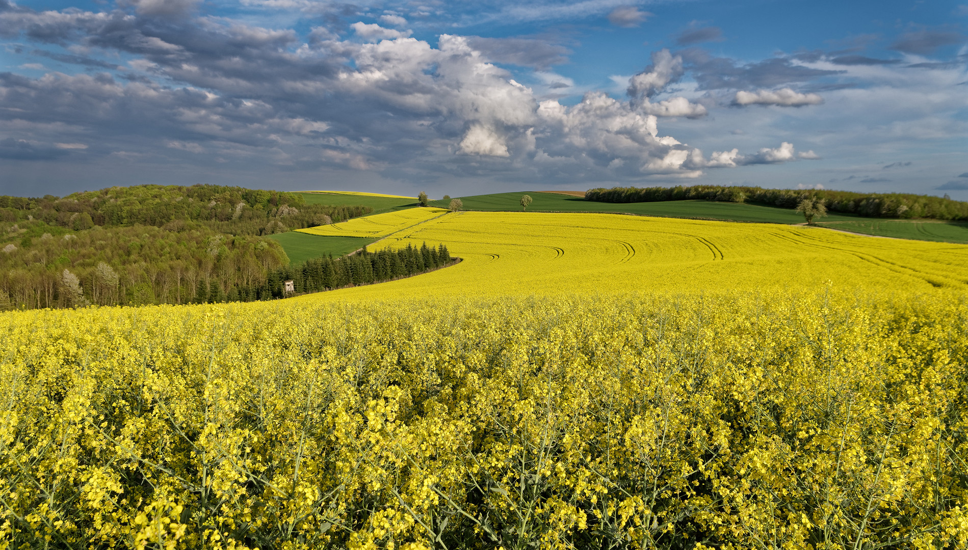 Blühende Landschaft