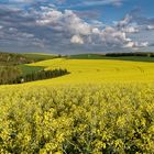 Blühende Landschaft