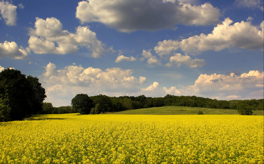 Blühende Landschaft