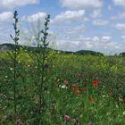 Blühende Landschaft!