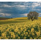 Blühende Landschaft