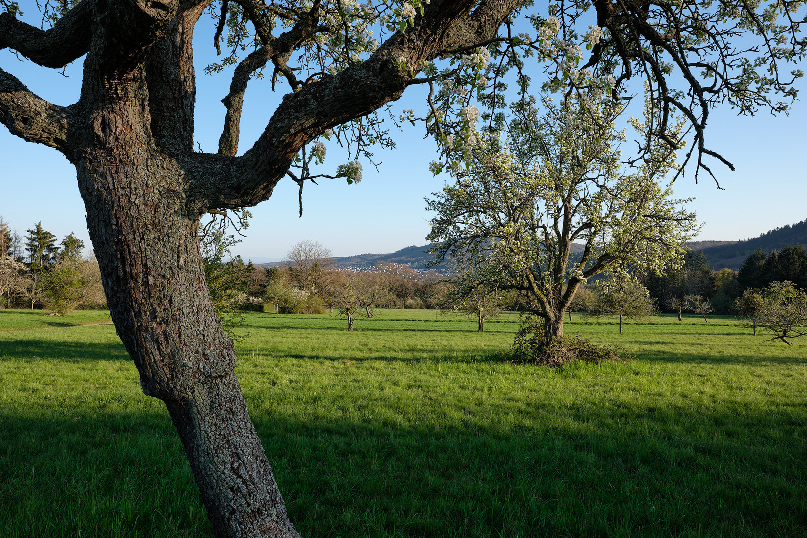 Blühende Landschaft