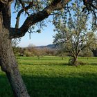 Blühende Landschaft