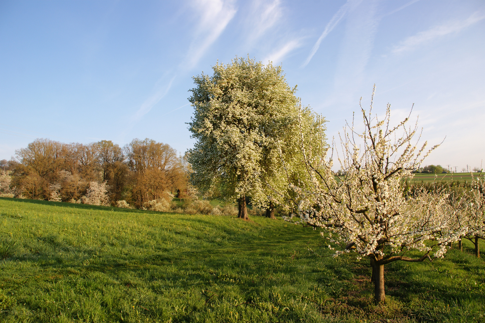 Blühende Landschaft