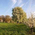 Blühende Landschaft