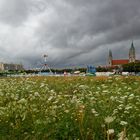 Blühende Landschaft ...