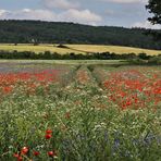 blühende Landschaft........