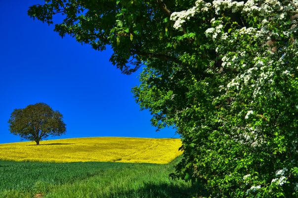 Blühende Landschaft