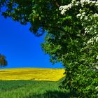 Blühende Landschaft