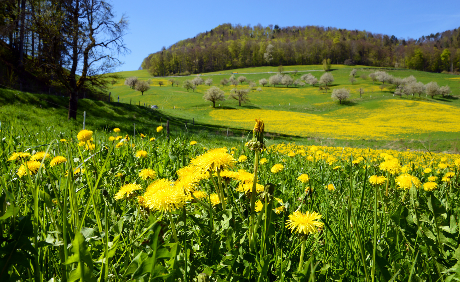 Blühende Landschaft im Basel-land.