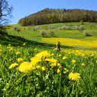 Blühende Landschaft im Basel-land.