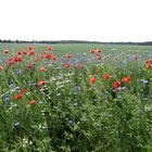 Blühende Landschaft in Brandenburg