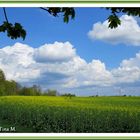 Blühende Landschaft (mit Gedicht)