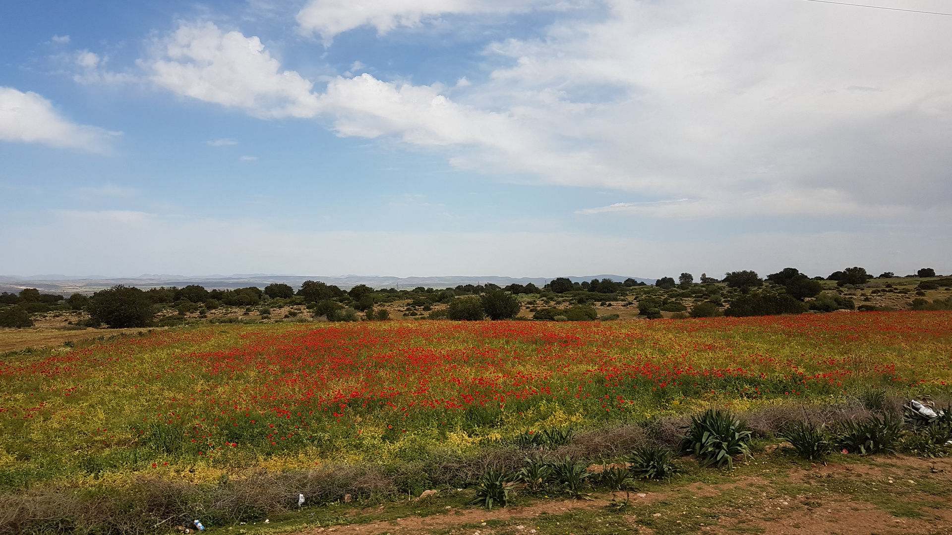 Blühende Landschaft statt Wüste