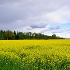 Blühende Landschaften