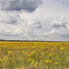 Blühende Landschaften 3