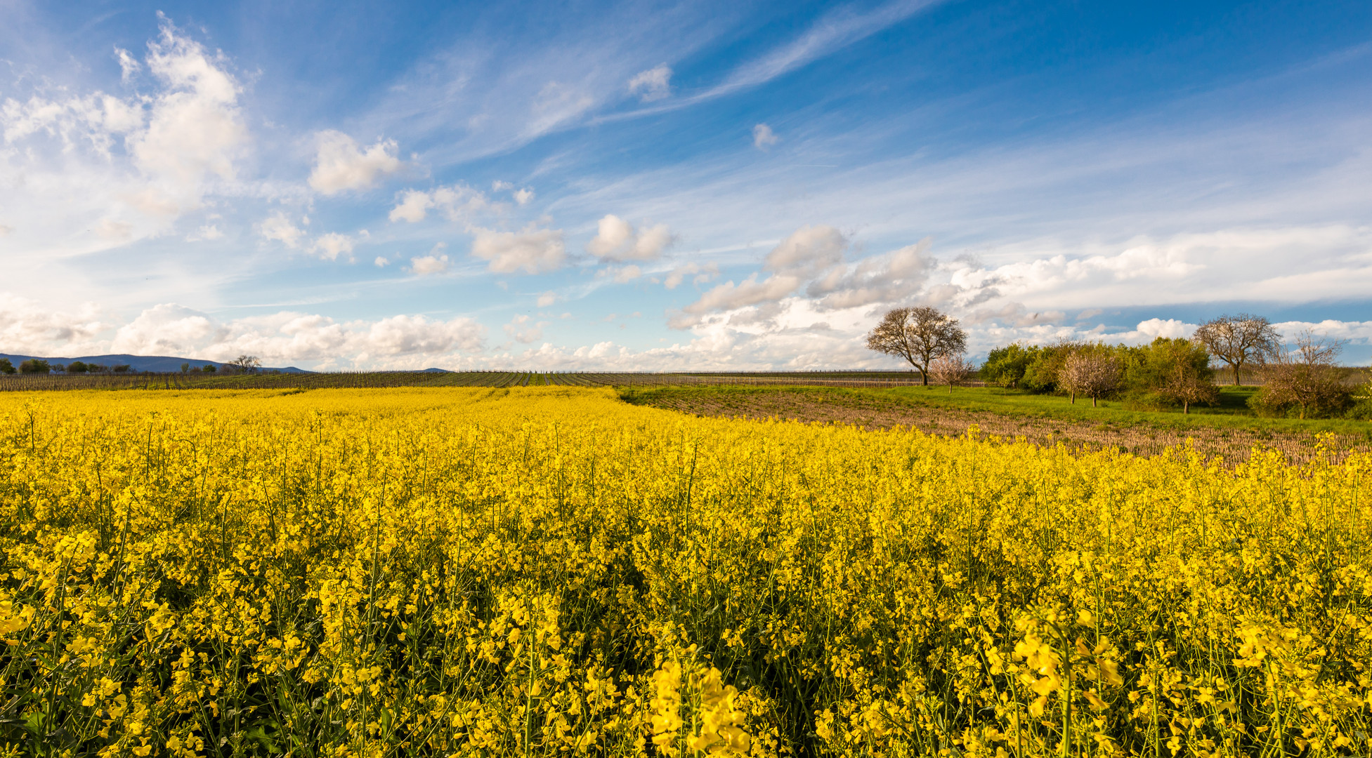 Blühende Landschaften Foto & Bild | deutschland, europe, rheinland ...