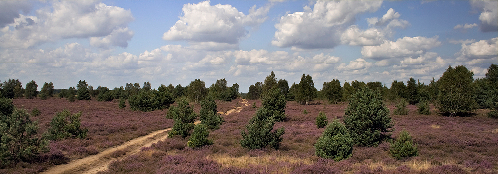 Blühende Landschaften 4 Heide (~reload~)