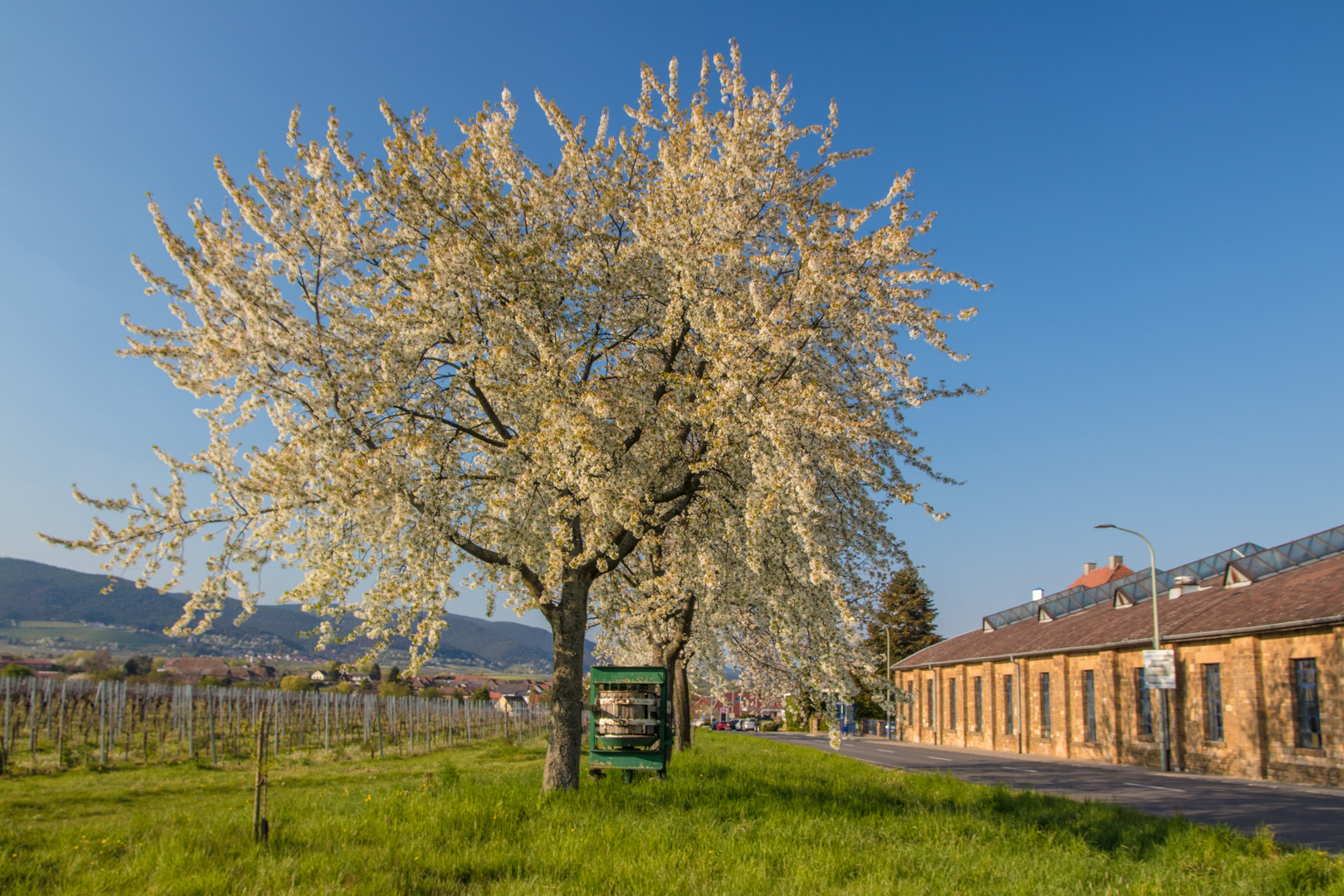 Blühende Landschaften