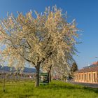 Blühende Landschaften