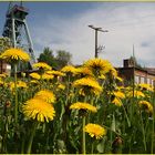 blühende Landschaften