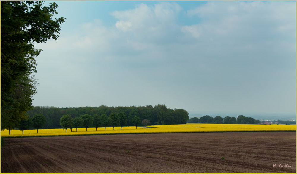 Blühende Landschaften auf der Haar, oberhalb  des Möhnesees.