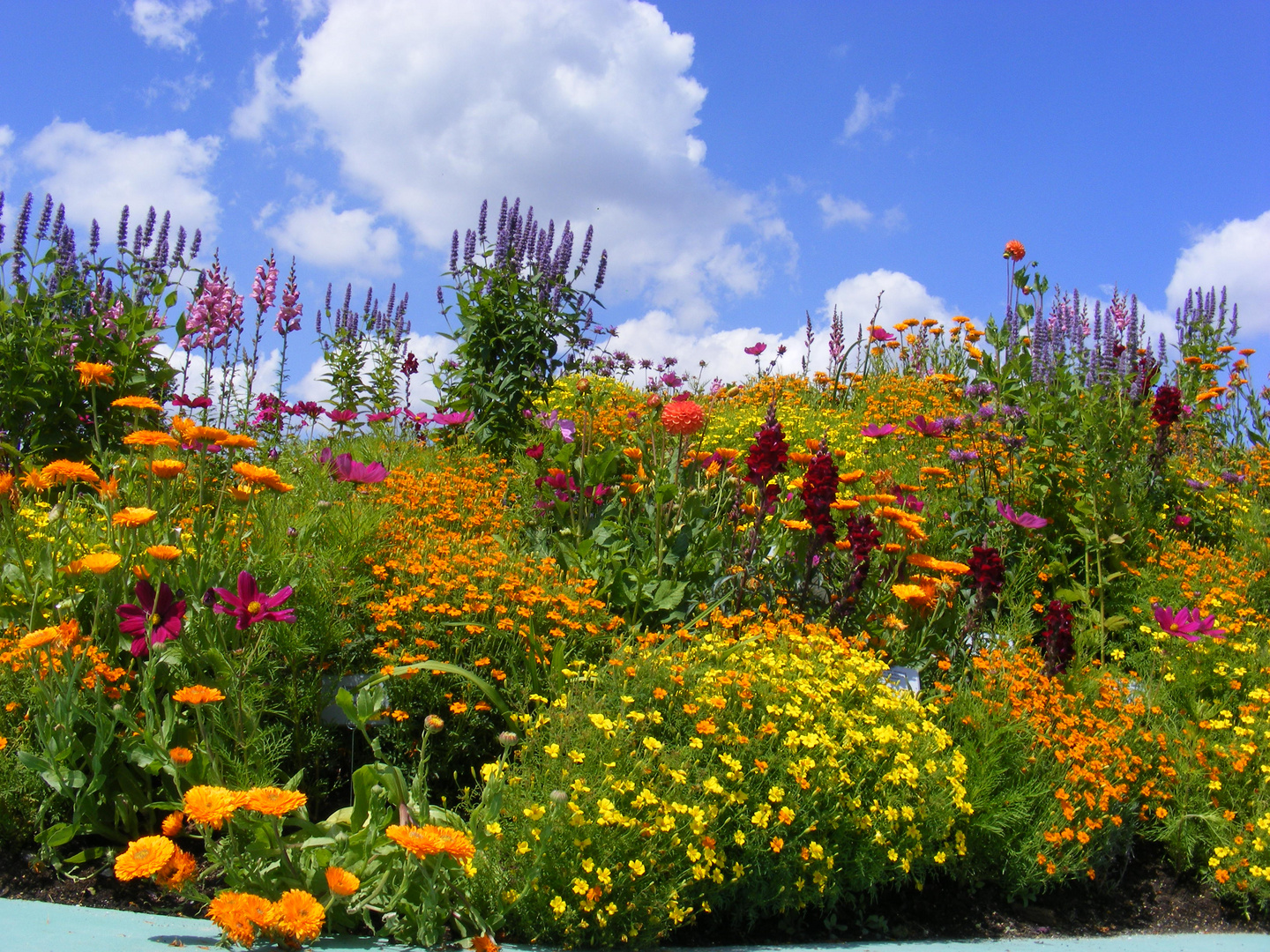 Blühende Landschaften Foto & Bild pflanzen, pilze & flechten, blüten