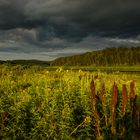 Blühende Landschaften im Osten…