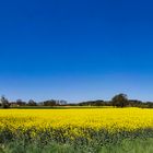 Blühende Landschaften - Rapshonig gab es gestern - heute sind die Bienen tot