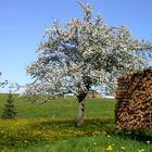 Blühende Landschaften überall...