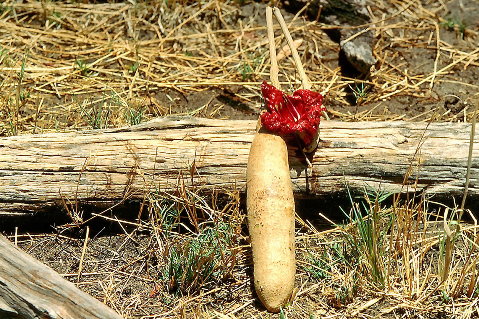 Blühende Leberwurst