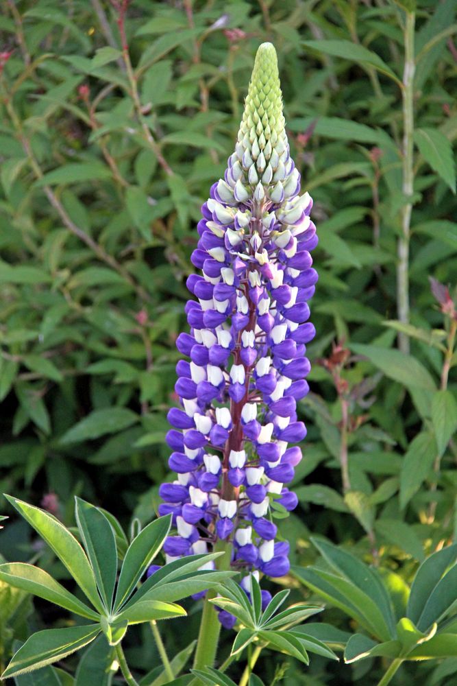 Blühende Lupinie in meinem Garten Foto & Bild deutschland, europe