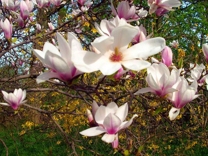 Blühende Magnolie 2