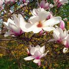 Blühende Magnolie 2