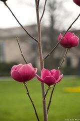 Blühende Magnolie