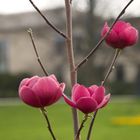 Blühende Magnolie