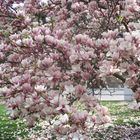 Blühende Magnolie auf dem Stuttgarter Schloßplatz